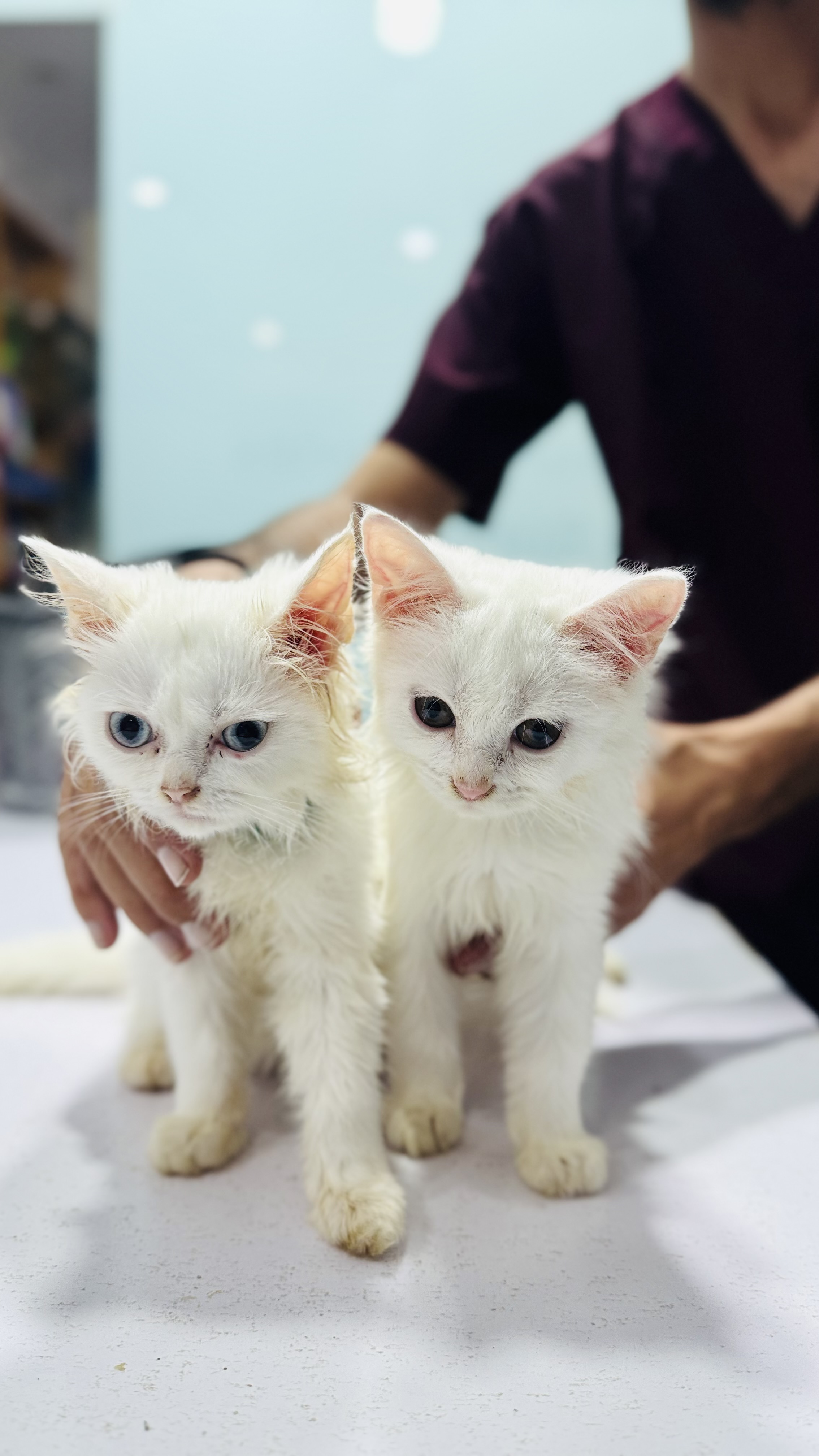 Prime Pets Hospital  — shop photo 3, B-17 Islamabad