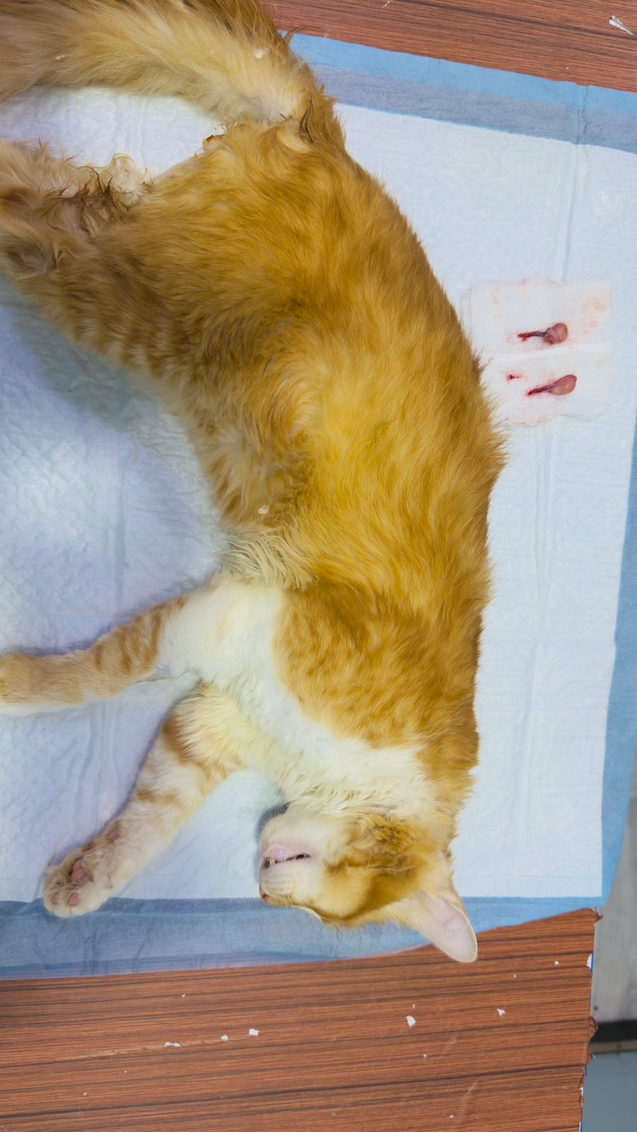 Treatment  — available at Prime Pets Hospital , B-17 Islamabad